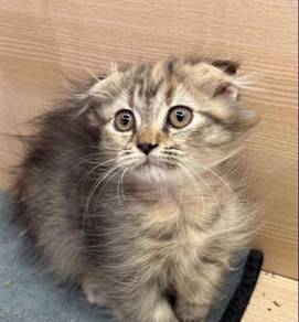 Munchkin Scottish Fold kitten