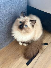 Ragdoll - Seal Mitted point kitten