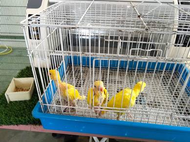 burung parrot ring neck