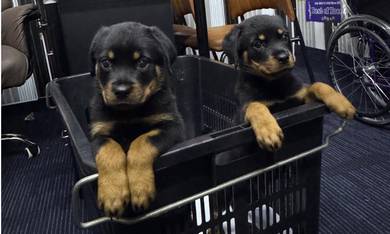 Rottweiler