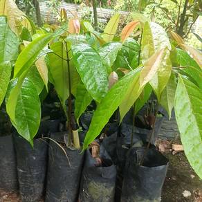 Pokok Perah