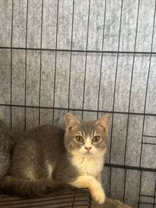 BSH  Rehome