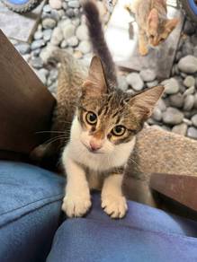3 Cute Kittens Available for Adoption / Rehoming