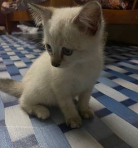 siam mix persian