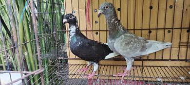 merpati German beauty