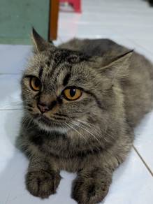 Ibu kucing mengandung