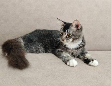 Domestic Long Hair Kitten - TRADE/BARTER ONLY