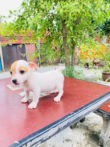 Jack Russel