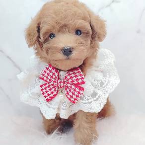 Poodle