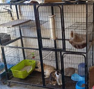 beli sangkar dpt 2ekor kucing free