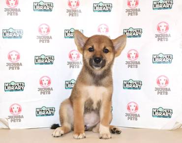 x49 Charming Shiba Dog