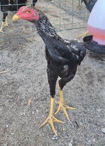 ayam ratu LHK dokmak