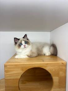 Ragdoll