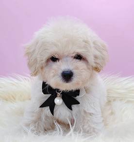 Maltipoo