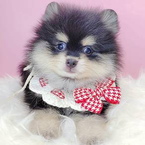 Pomeranian