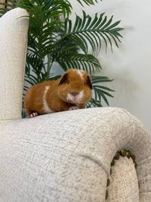 Guinea pig Teddy