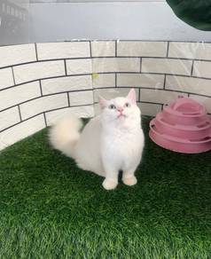 Munchkin longhair kitten