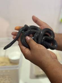Mexican Black Snake