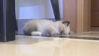 Ragdoll babies for sale