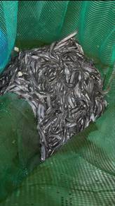 benih ikan keli ( anak ikan keli )