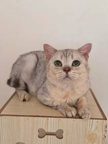 silver shaded British short hair