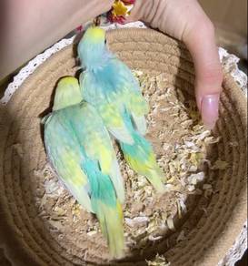 baby bird jinak burung jinak baji