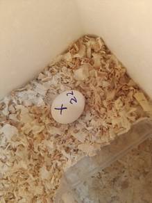 telur berbenih ayam serama