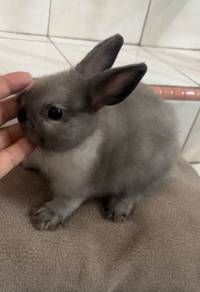 Rabbit ND