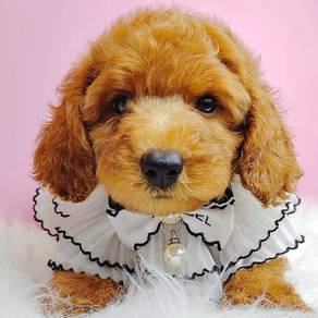Toy Poodle