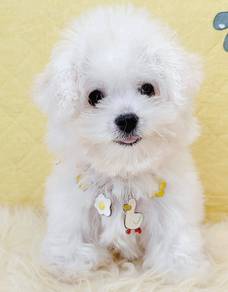 Maltese