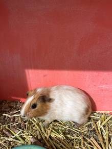American Guinea Pig For Sale