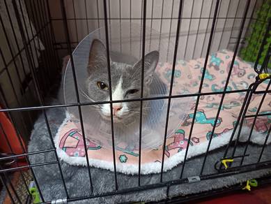 Kucing Percuma untuk diberikan. 