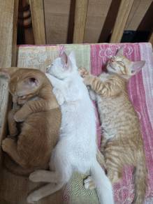kucing biasa