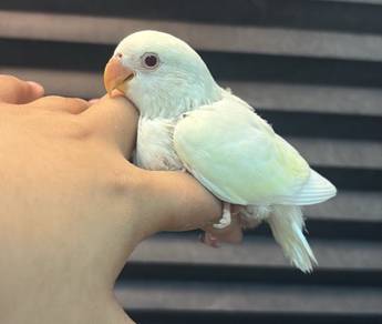 burung jinak bukan liar love bird