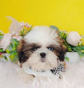 Shih Tzu