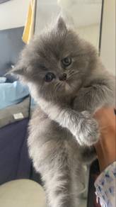 Kitten Comel Untuk Adoption Mix Flat Face Parsia