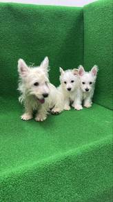 Westie Male n Female Puppies