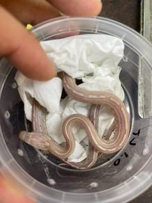 Cornsnake