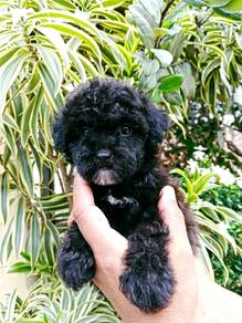black and white  maltipoo now available 