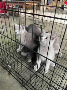 bsh kitten
