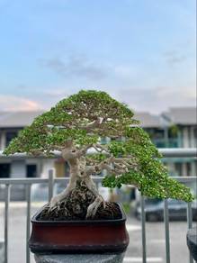 Bonsai Premna Microphylla (Sancang) Medium