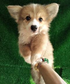 Corgi