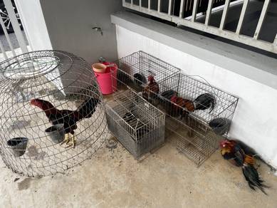 Ayam Hutan Asli + Ayam Pama Berkualit-Urgent Sale