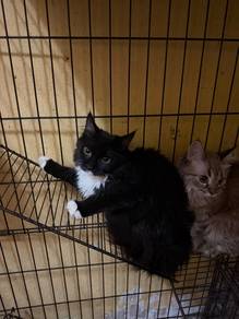 Maincoon Mix Persian