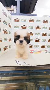 Shih Tzu Male Puchong Pet Shop can visit first