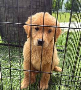 Golden retriever 