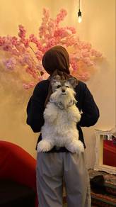 dog backbag