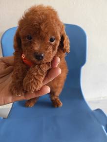 Classic Teddy Bear Look! TOY POODLE Puppy Female 泰