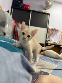 Cat for Adopt