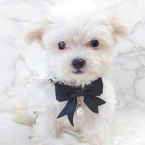 Maltipoo